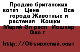 Продаю британских котят › Цена ­ 30 000 - Все города Животные и растения » Кошки   . Марий Эл респ.,Йошкар-Ола г.